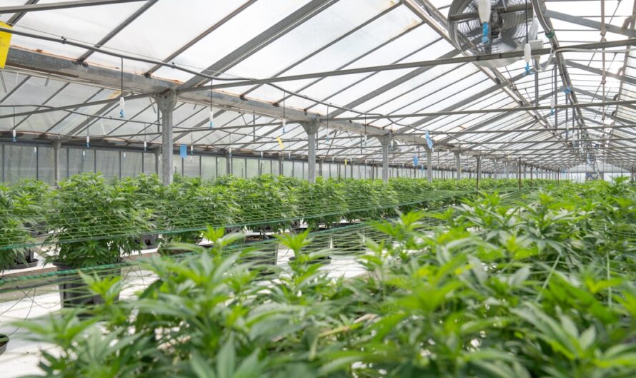 Купить марихуану онлайн с доставкой по России