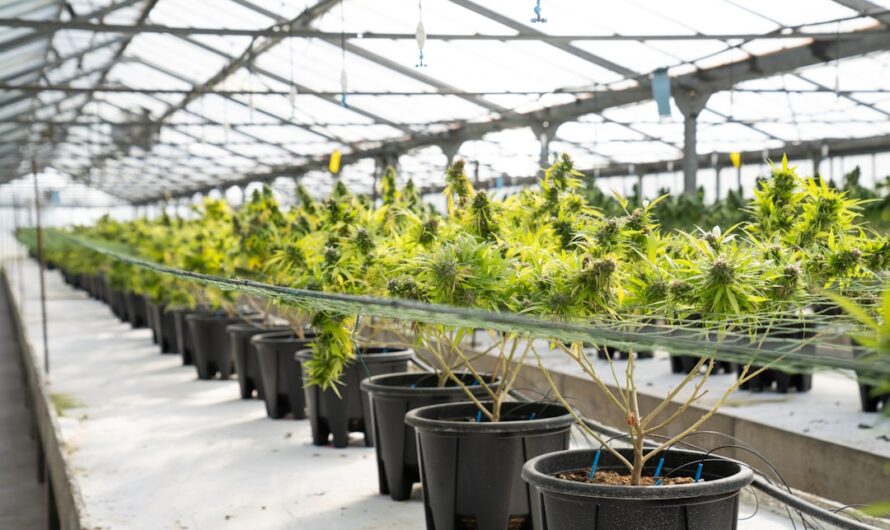 Купить семена конопли в России