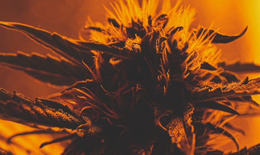 Где достать семена конопли подробное руководство