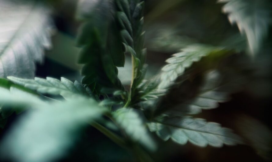 Освещение для выращивания марихуаны