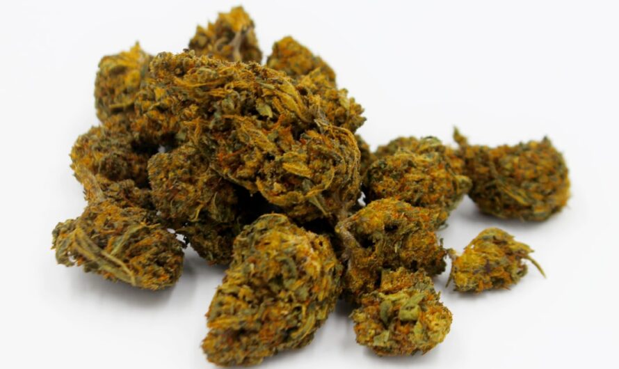 Качество семенного материала конопли и его соответствие ГОСТ