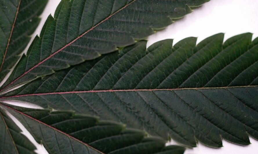 Сигареты Marlboro с травкой и их особенности