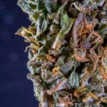 Феминизированные семена конопли Ice feminised от Nirvana Seeds img-2884.jpg