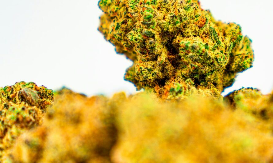 Конопля и ее применение в России