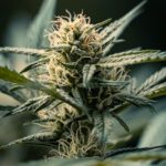 Семена конопли Auto Maxi GoM feminised от производителя Ganja Seeds img-2941.jpg