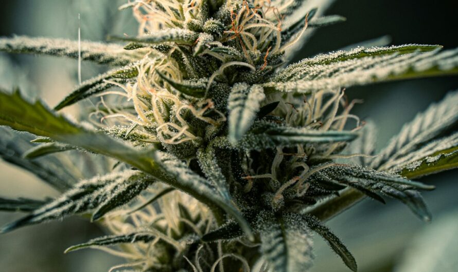 Семена конопли Auto Maxi GoM feminised от производителя Ganja Seeds
