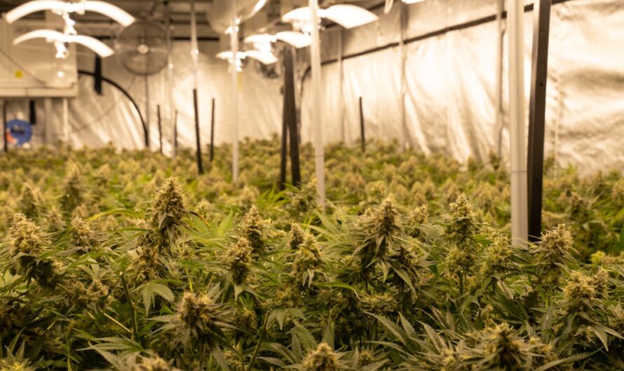 Преимущества и особенности семян конопли Auto Mix feminised RuSeeds