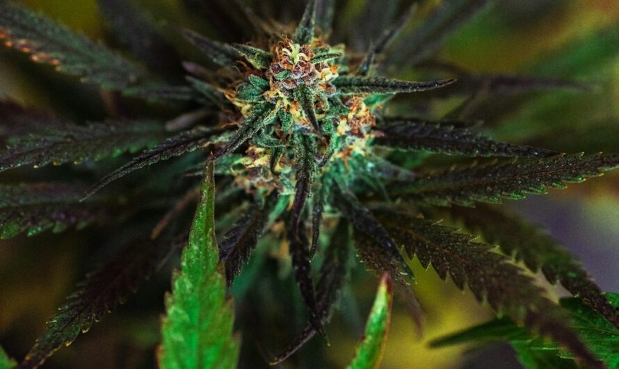 Урбеч из семян конопли свойства и применение в кулинарии