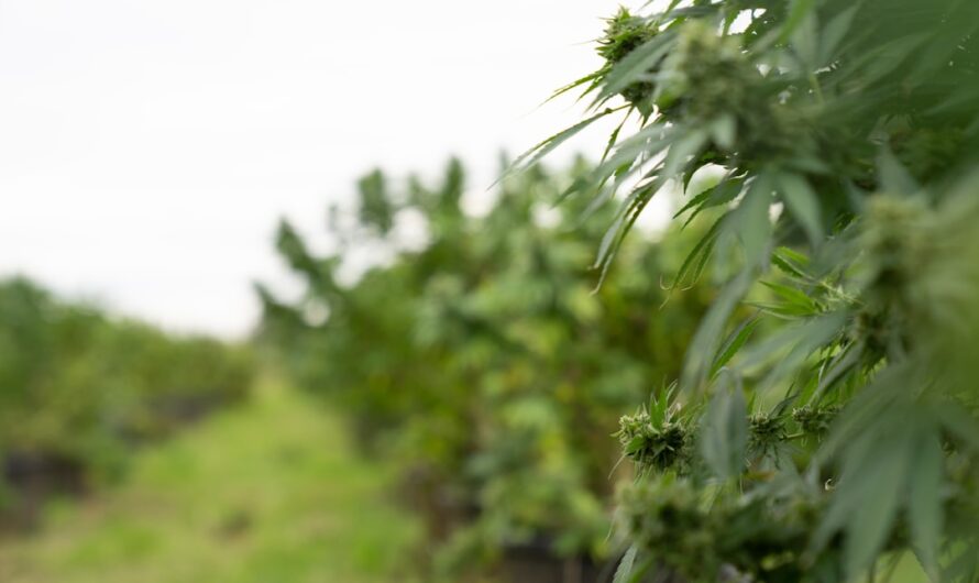 Выращивание и характеристика сорта Auto Pineapple феминизированной конопли от RuSeeds