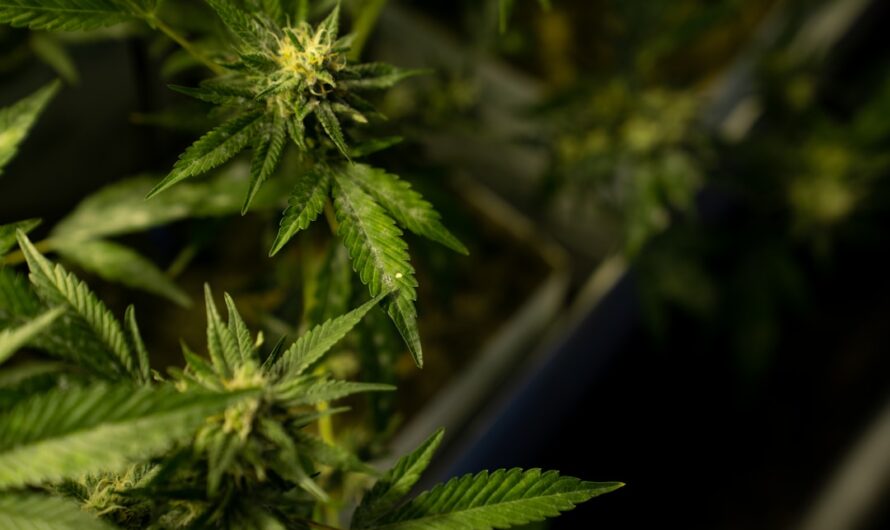 Кристаллы как наркотическое вещество свойства эффекты и риски связанные с их употреблением