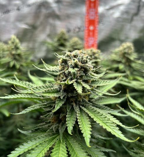 Марихуана в России свойства и правовой статус