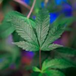 Питание семян конопли и основы успешного выращивания img-549.jpg