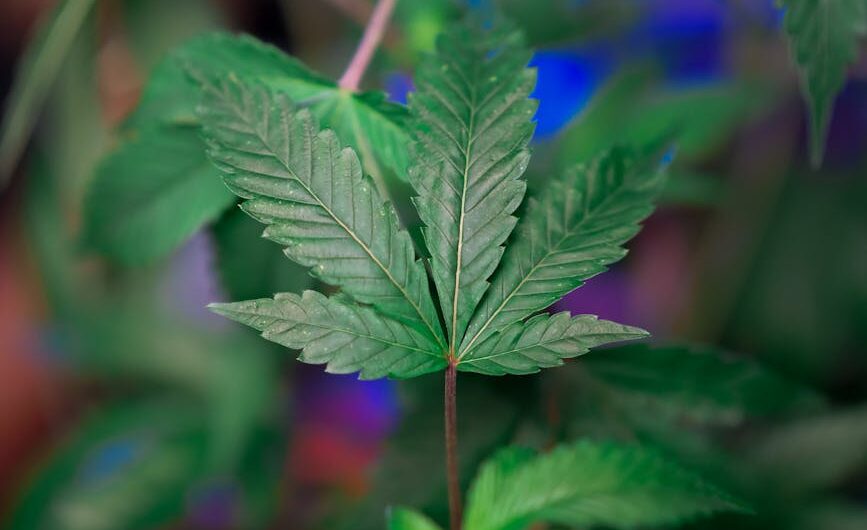 Питание семян конопли и основы успешного выращивания