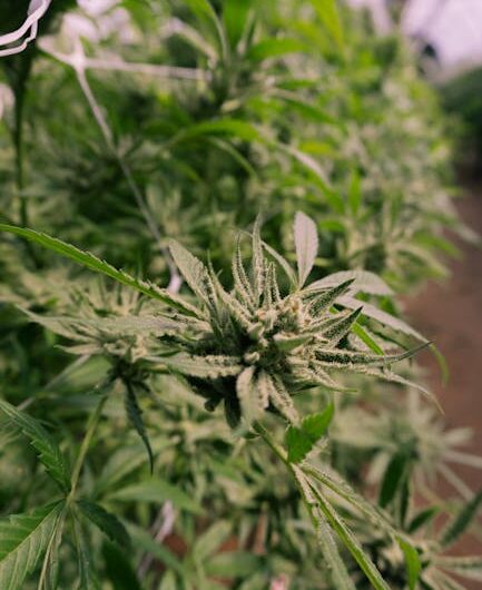 Полезные свойства конопляных семян