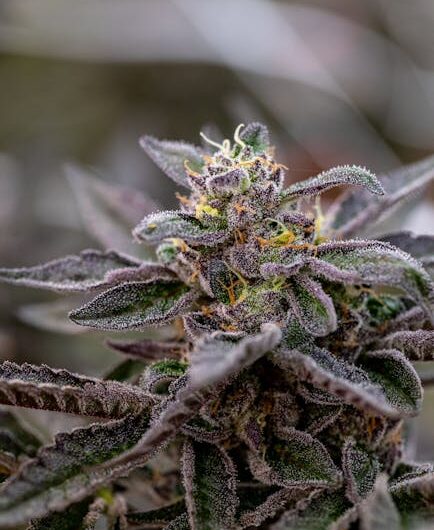 Покупка семян конопли: характеристики и законодательные аспекты