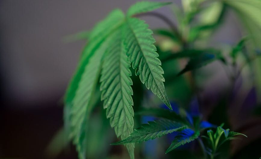 Свойства и виды конопли и где купить семена конопли