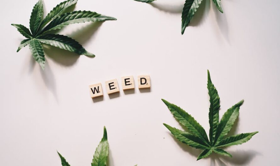 Семена конопли в Казахстане: особенности приобретения и выращивания