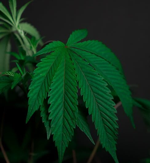 Героин проблема наркозависимости в России