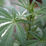 Выращивание конопли в Крыму img-709.jpg