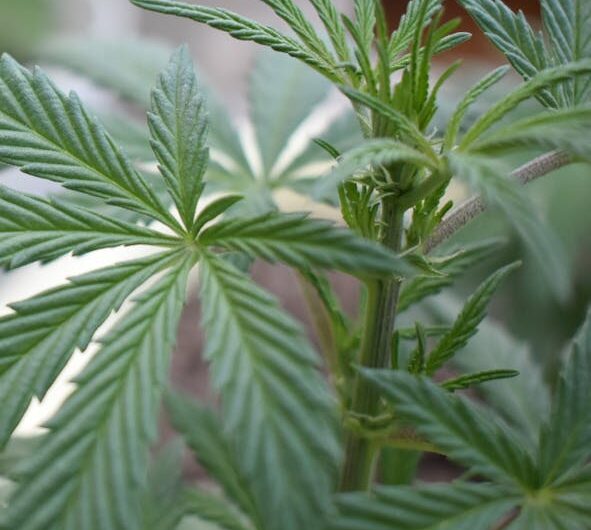 Выращивание конопли в Крыму