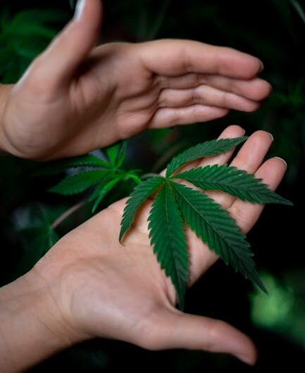 Семена конопли высокого качества от ведущих производителей