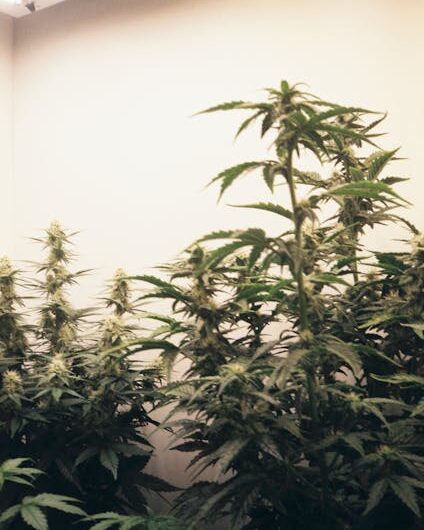 Семена конопли и их применение