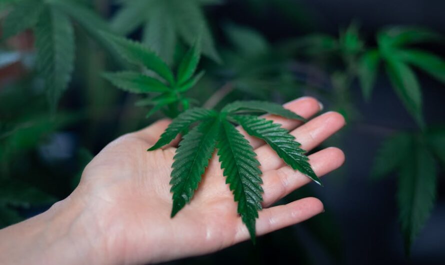 Героин в Санкт-Петербурге: цена и наличие