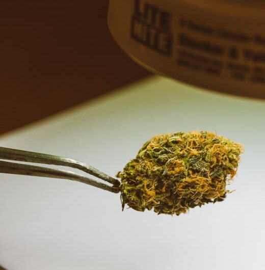 Продажа семян марихуаны в России и их свойства