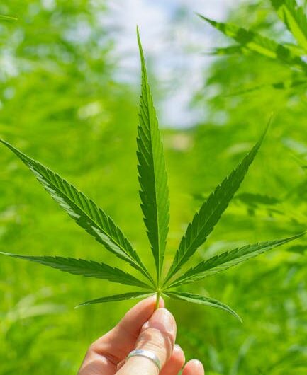 Покупка семян марихуаны и семян конопли наложенным платежом