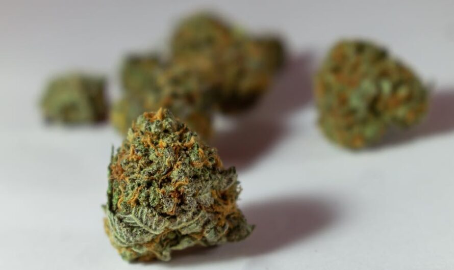 Феминизированные семена конопли Grapefruit Haze feminised