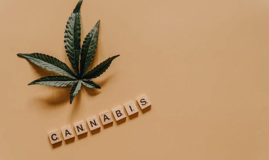 Автоцветущие семена конопли для начинающих