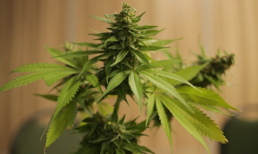 Сурская Конопля и Ее Семена: Состав, Свойства и Применение